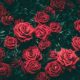 Six Interesting Rose-Related Facts You Probably Didn't Know