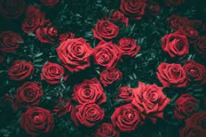 Six Interesting Rose-Related Facts You Probably Didn't Know