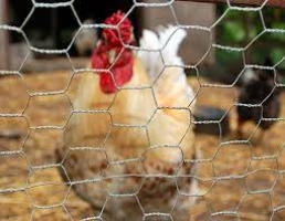 Chicken Fences: Chicken Wire Vs. Hardware Cloth