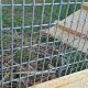Why a Chicken Wire Fence Is a Good Idea