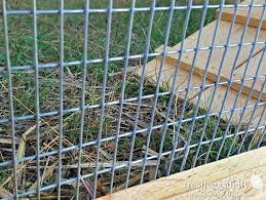 Why a Chicken Wire Fence Is a Good Idea