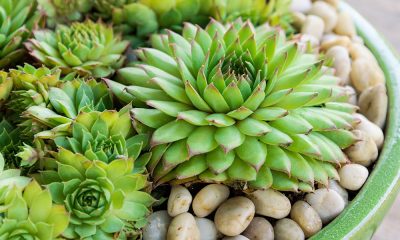 How to Care For Home Depot Succulents