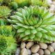 How to Care For Home Depot Succulents