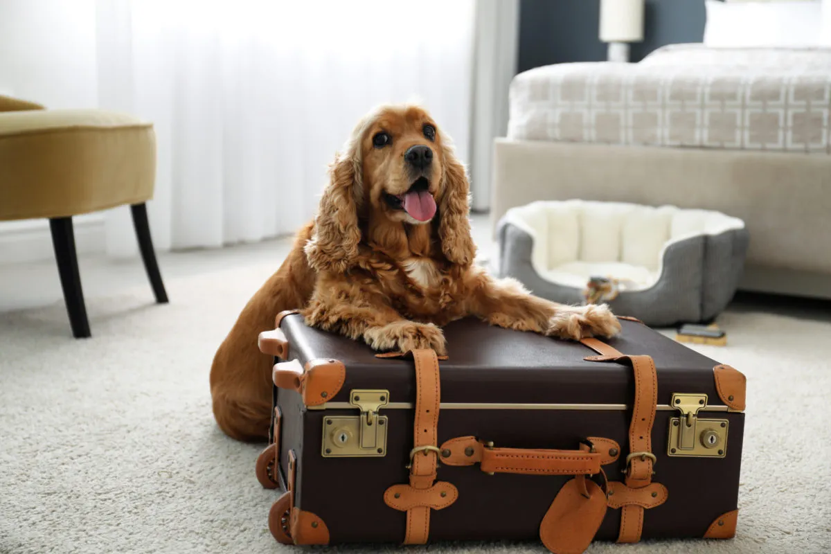 Pet-Friendly Hotels Await!